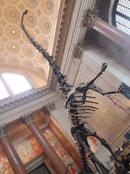 Barosaurus lentus