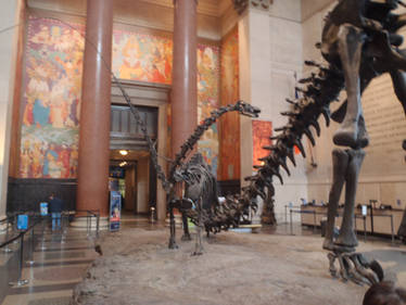 Barosaurus lentus (Young)