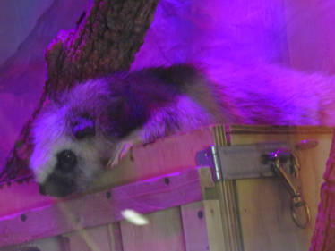 Northern Luzon Giant Cloud Rat