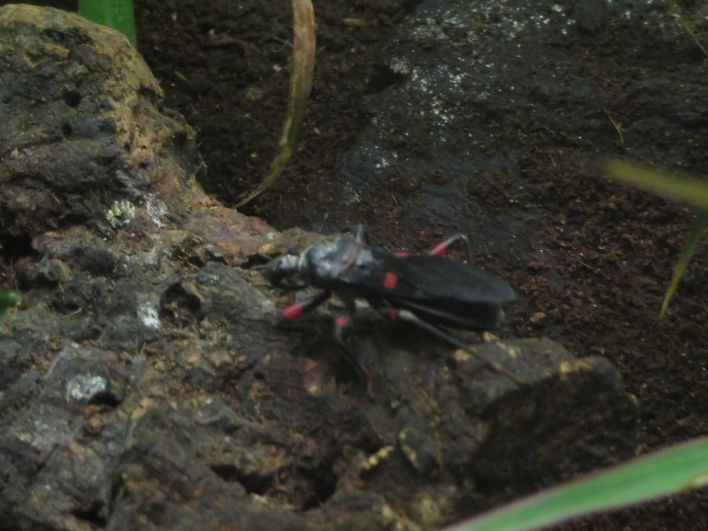 Red Spot Assassin Bug by Sabreleopard on DeviantArt