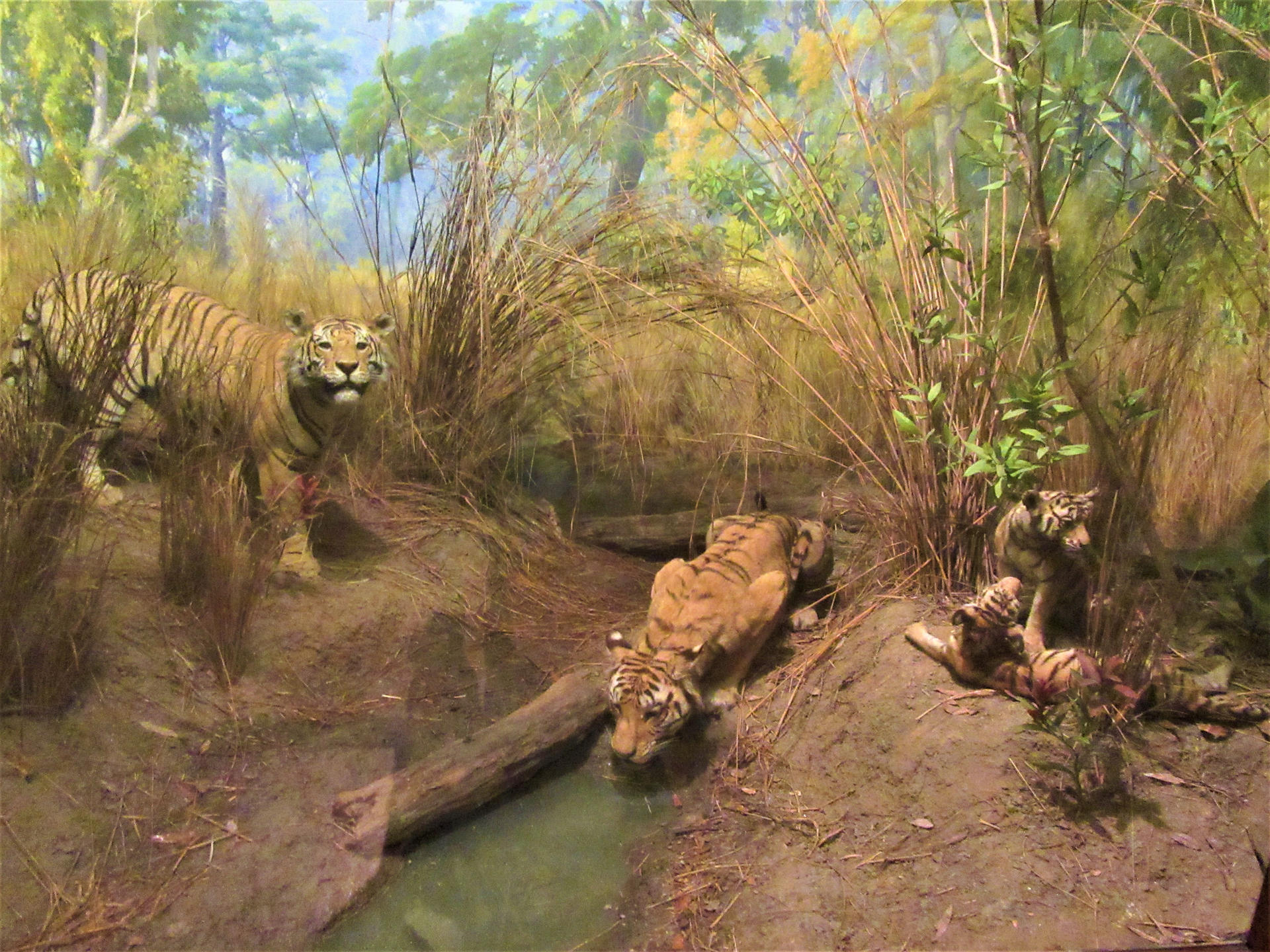 Bengal Tiger Habitat Diorama