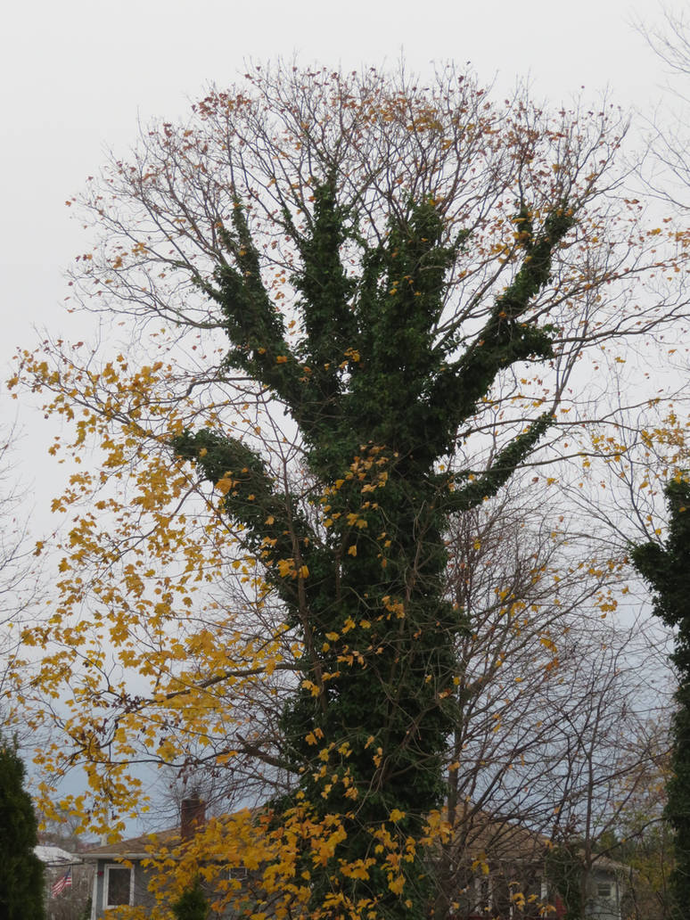 Less Foliage Tree Tree with Less Leaves by Sabreleopard on DeviantArt