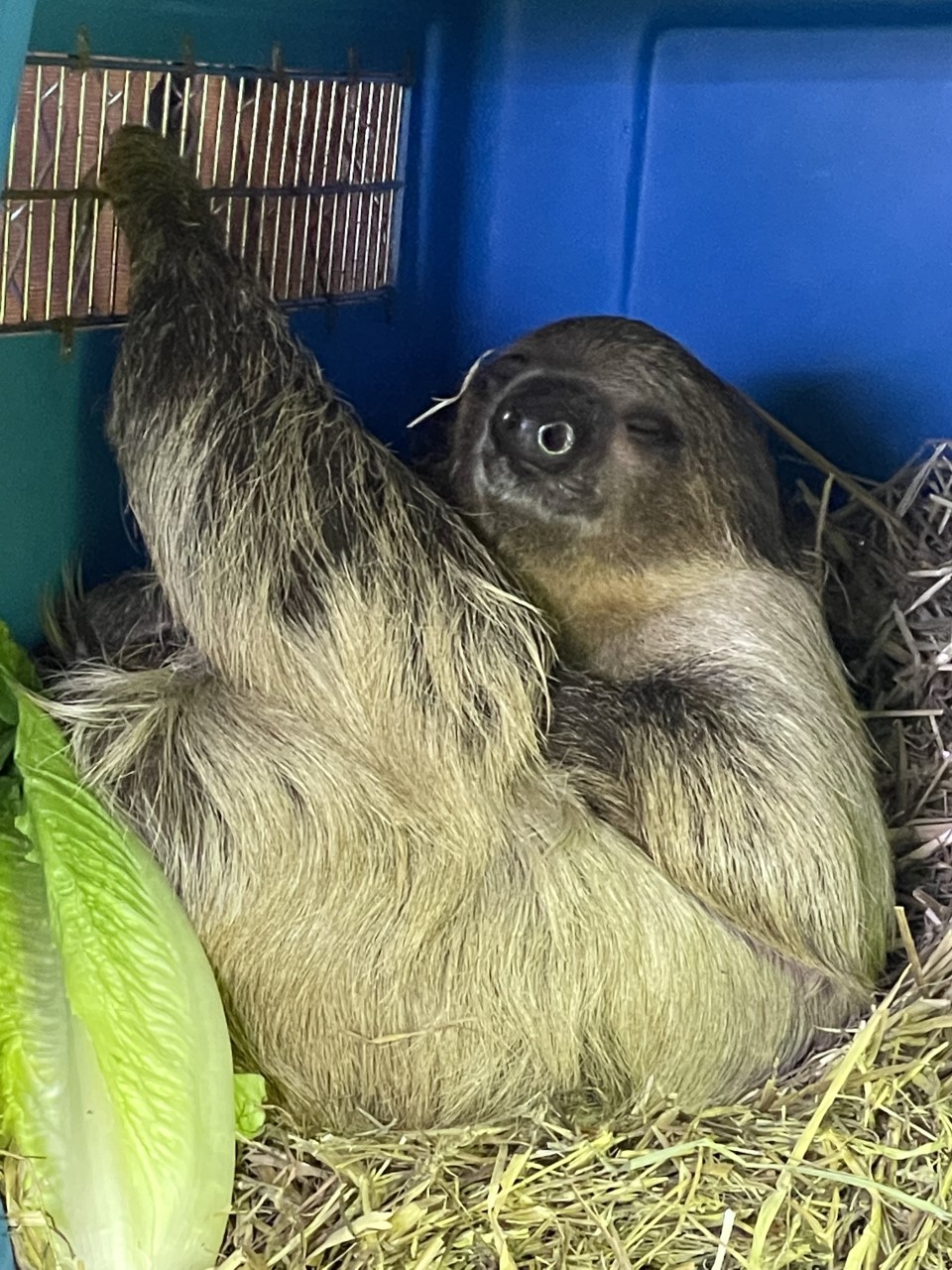 . the Two-Toed Sloth by Sabreleopard on DeviantArt . the Two-Toed Sloth by Sabreleopard on DeviantArt