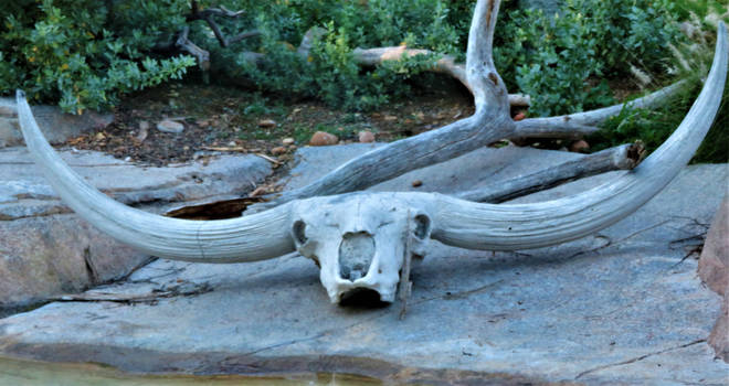 Long-Horned Bison Skull