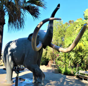 Columbian Mammoth (Bull)