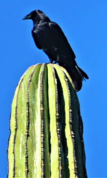 Raven on Cactus