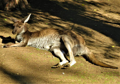 Western Grey Kangaroo