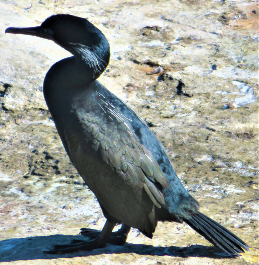 Brandt's Cormorant by Sabreleopard on DeviantArt