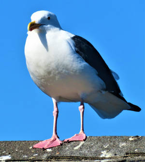 Western Gull