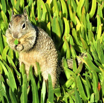 California Ground Squirrel