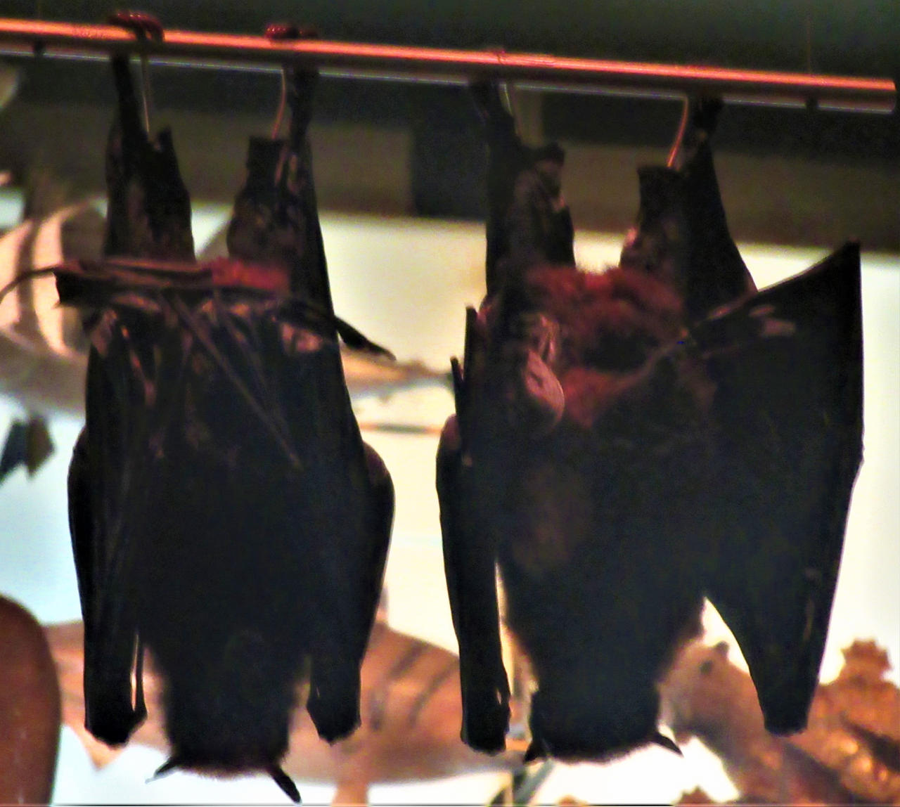 AMNH Golden-Capped Fruit Bats by Sabreleopard on DeviantArt