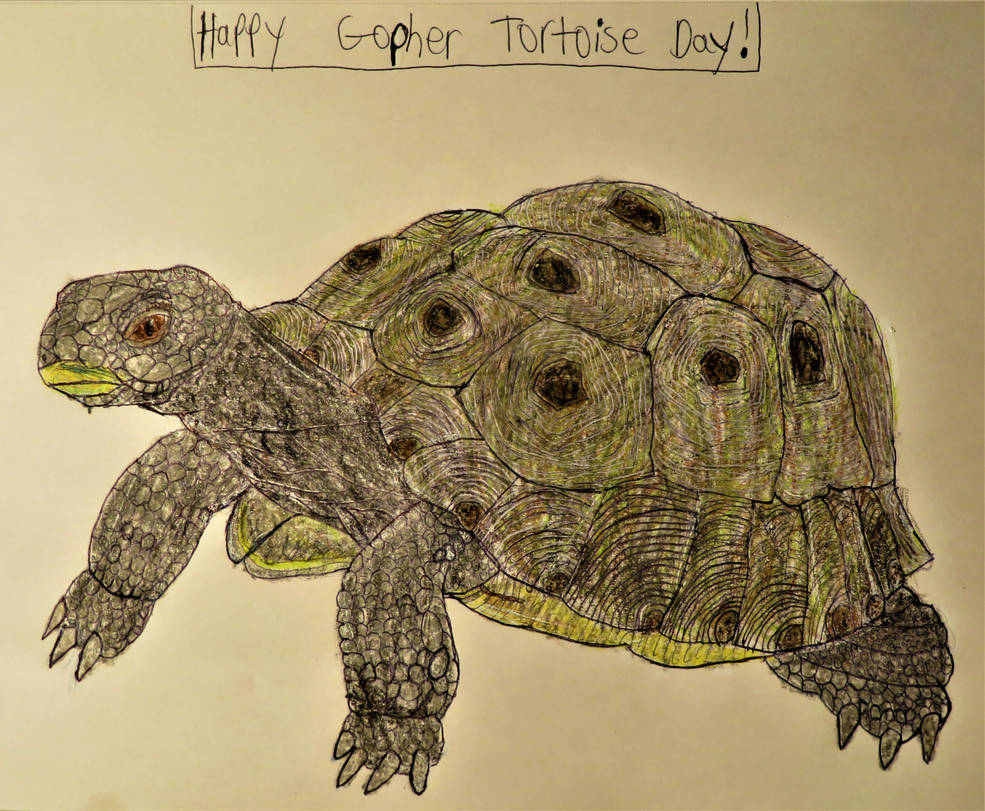 Gopher Tortoise Day By Sabreleopard On DeviantArt