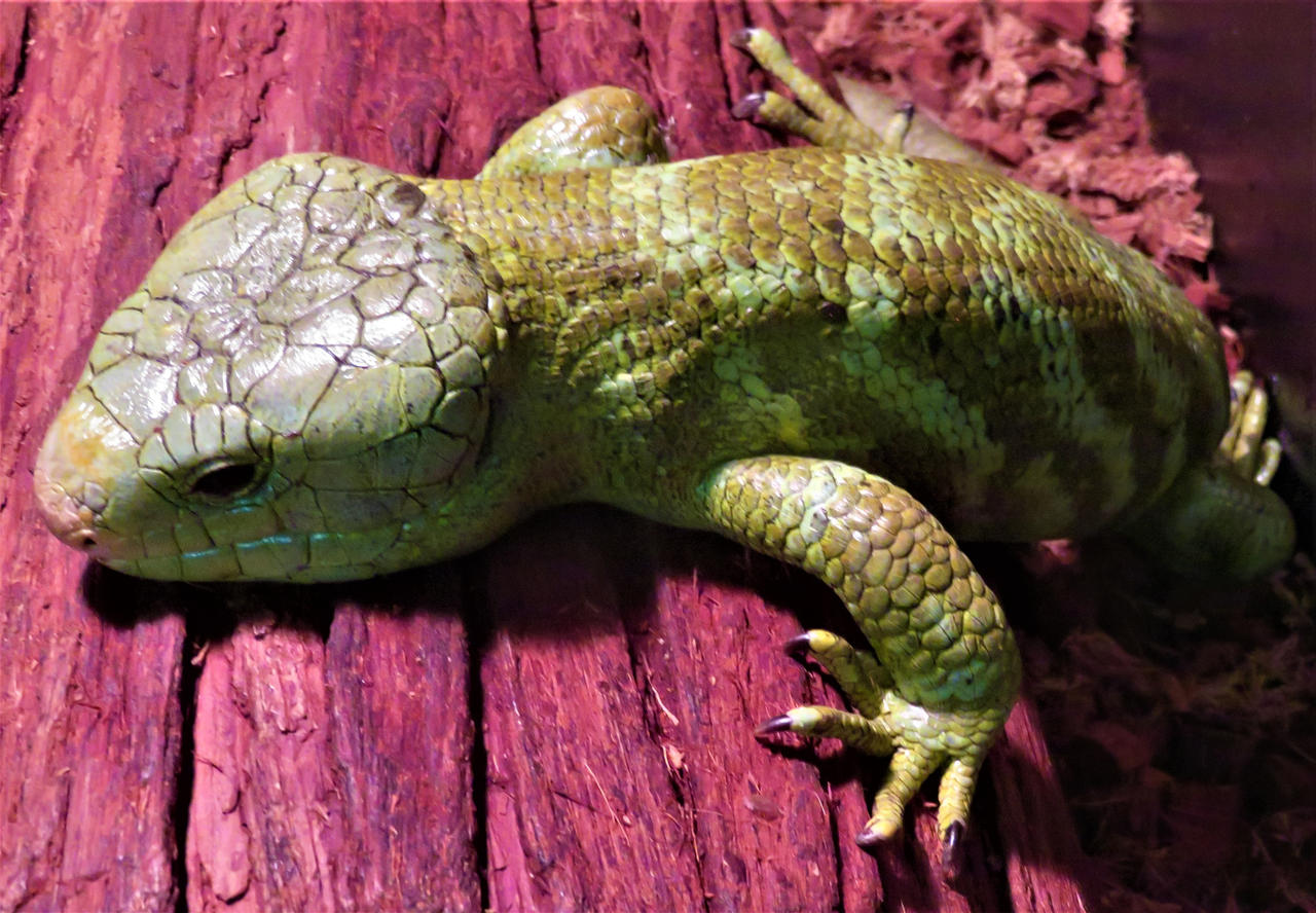 A closer look at Captive Breeding Prehensile Tailed Skinks