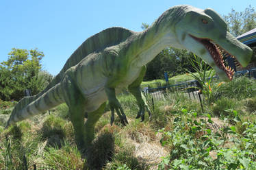 Irritator