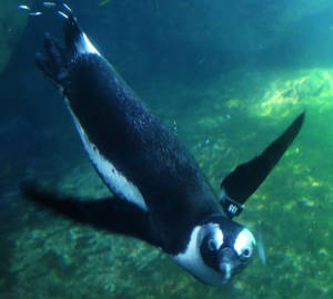 African Penguin Swimming