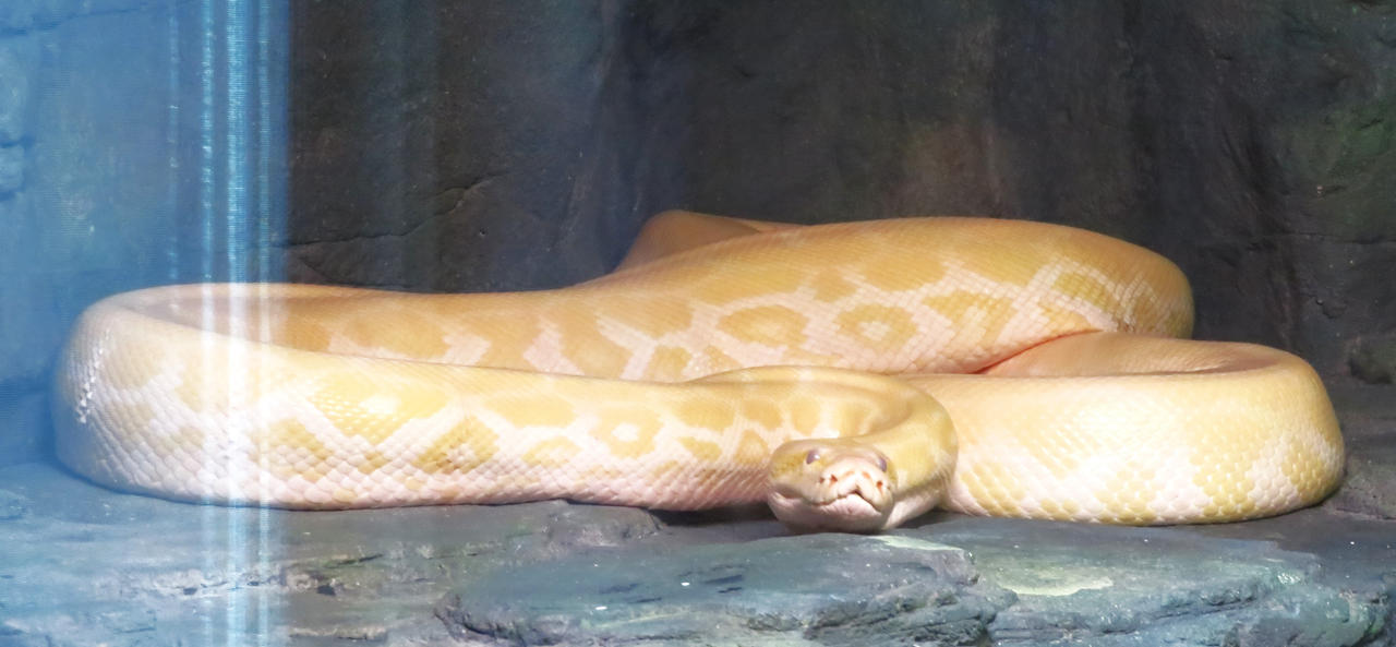 Albino Burmese Python by Sabreleopard on DeviantArt