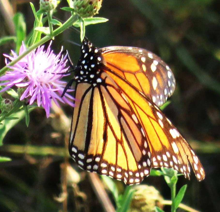 Monarch Butterfly (in the wild) by Sabreleopard on DeviantArt