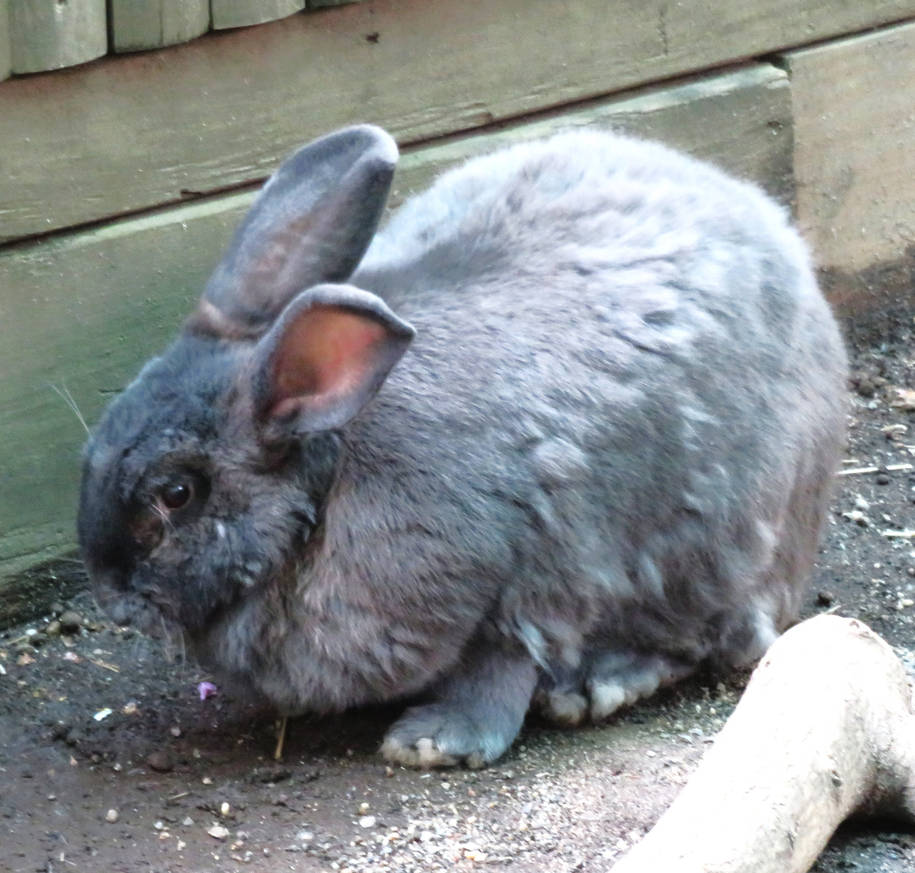 Giant Flemish Rabbit by Sabreleopard on DeviantArt
