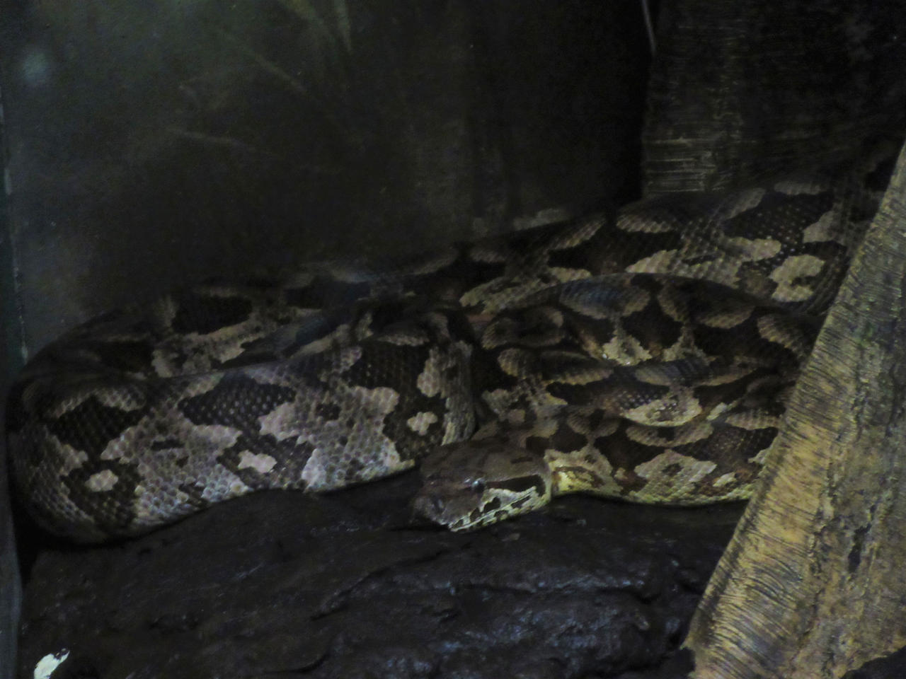 Dumeril's Boa by Sabreleopard on DeviantArt