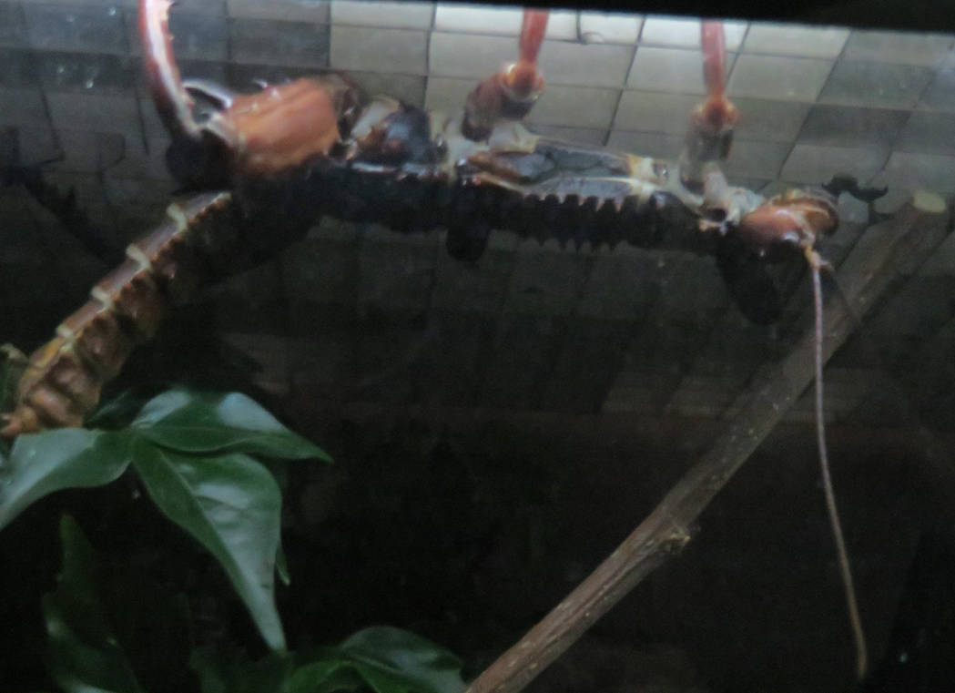 Thorny Devil Stick Insect by Sabreleopard on DeviantArt