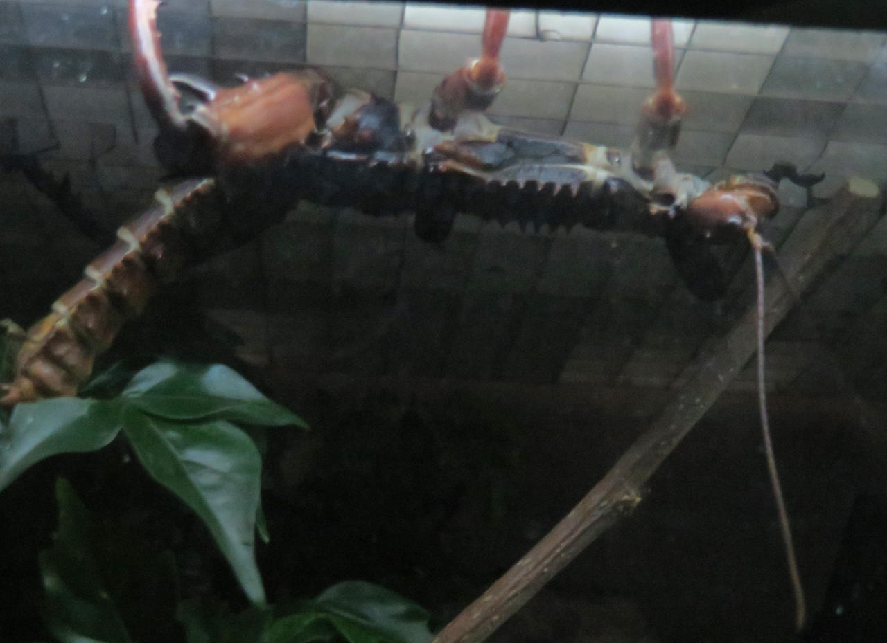Stick Insect Devil Thorny Devil Stick Insect by Sabreleopard on DeviantArt