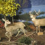 Cabela's: Deer Couple