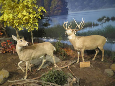 Cabela's: Deer Couple