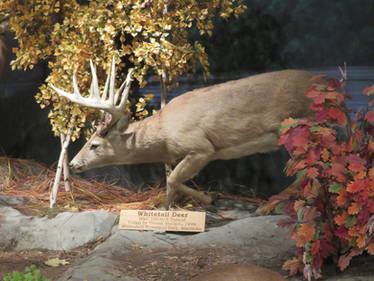 Cabela's: White Tail Buck