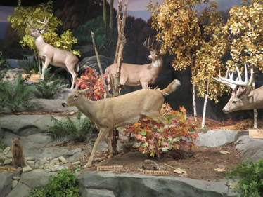 Cabela's: More White Tails