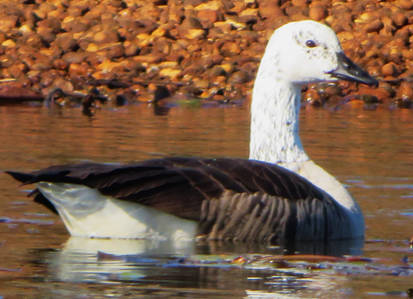 Canadian Goose with White Head and Neck