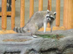 Mount Cabela: Raccoon (one)
