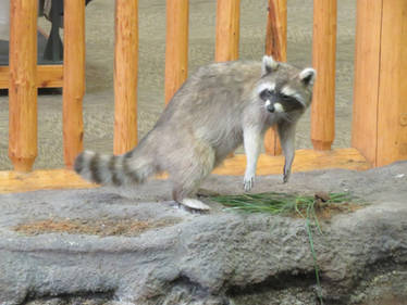 Mount Cabela: Raccoon (one)