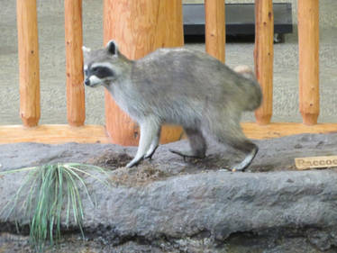 Mount Cabela: Raccoon (two)