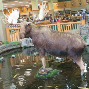 Mount Cabela: Bull Moose in water