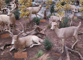 Mount Cabela: White-Tailed Deer