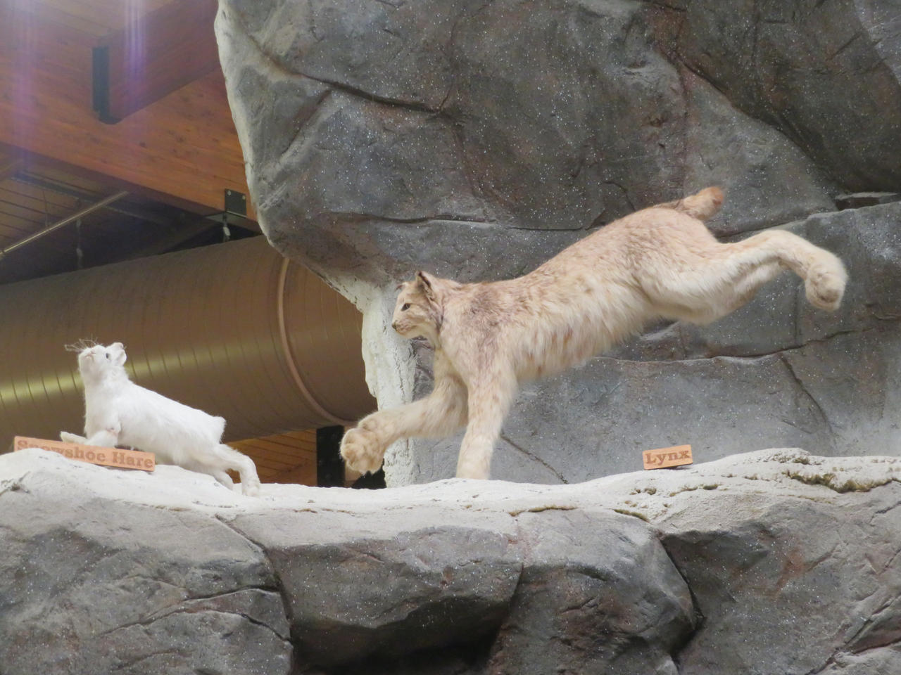 Lynx Rufus Chasing Rabbit Snowshoe Hare Mount at Tammy Moran blog