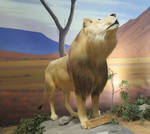 Cabela Safari: African Lion (one)