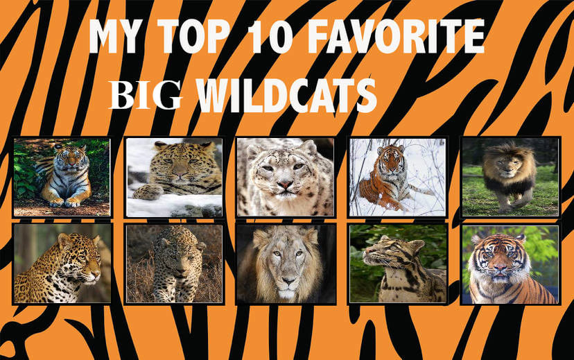 Top 10 hotsell big cats