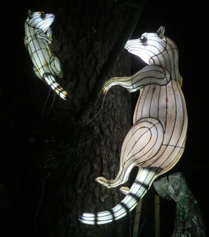 Lantern Safari: Raccoons
