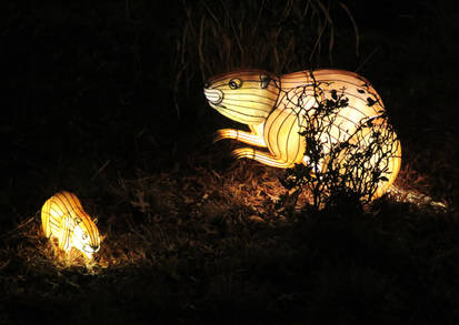 Lantern Safari: North American Beavers