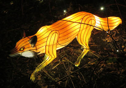 Lantern Safari: Red Fox