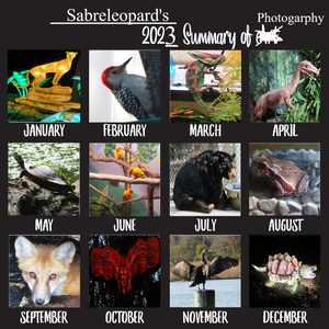 Sabreleopard's 2023 Summary of Photography