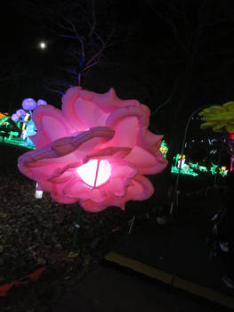 Pink Flower Lantern