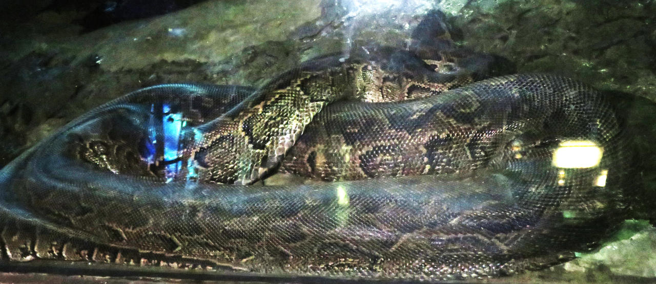 Central African Rock Python by Sabreleopard on DeviantArt
