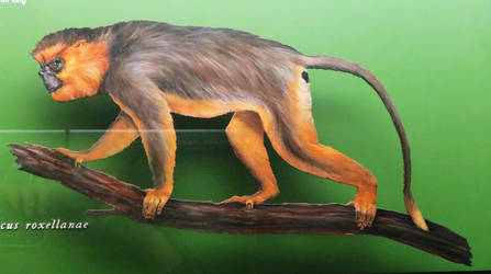 AMNH Golden Snub-Nosed Monkey