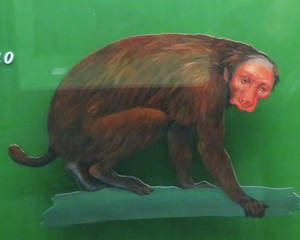 AMNH Bald Uakari