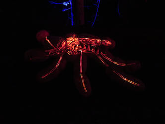 Jack-O-Lantern: Mosquito