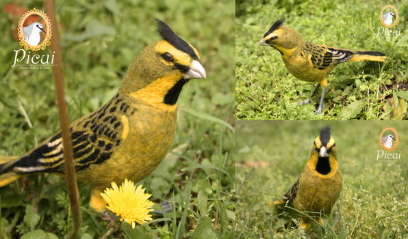 Yellow Cardinal (Gubernatrix cristata) v2