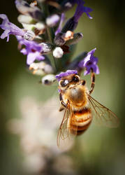 Bee on Lavender