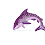 Tiger shark